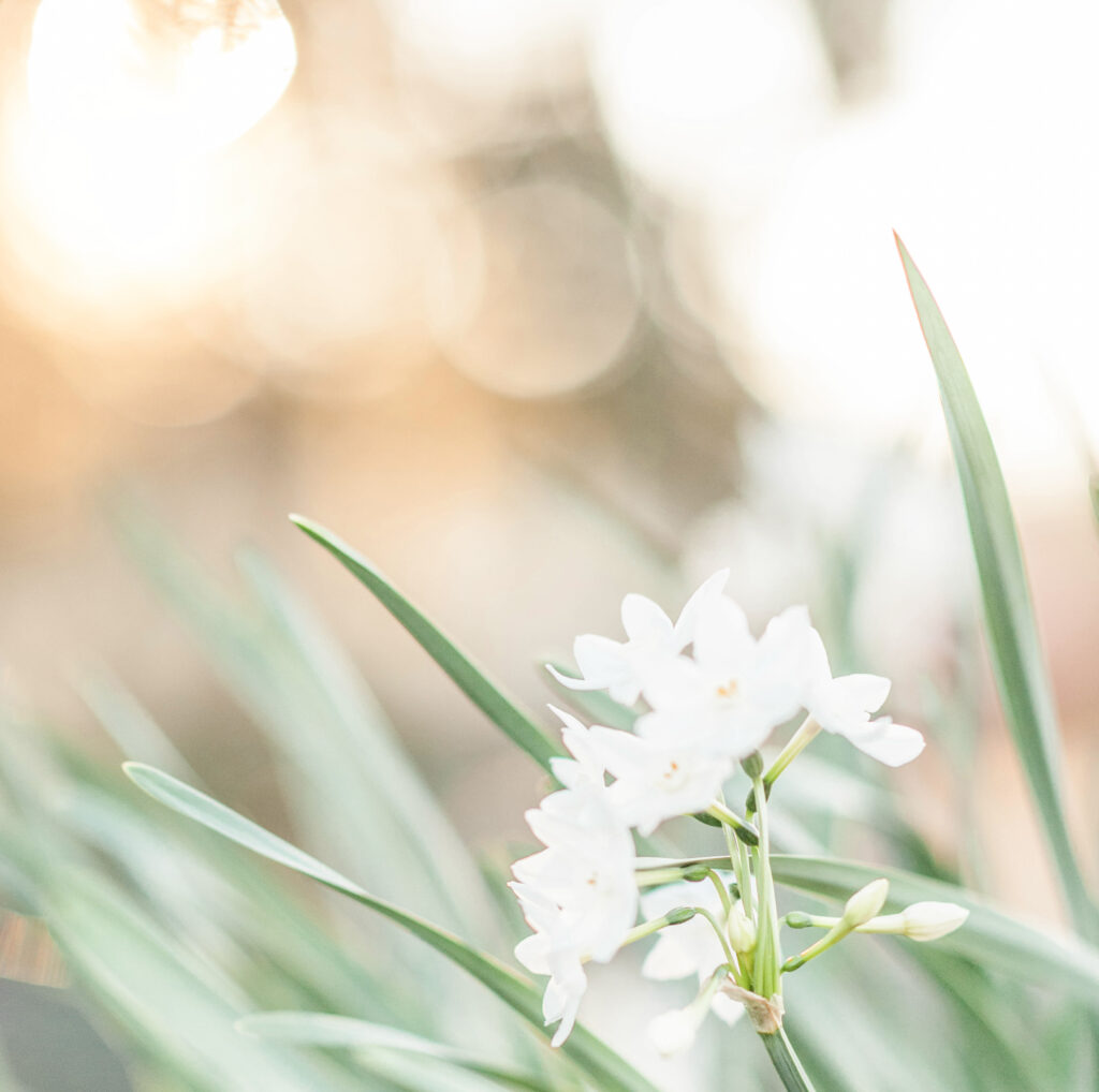White flowers and green grass in the light of sunset